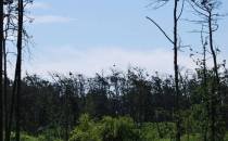 Rzerwat kormoranów w Kątach Rybackich