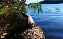 Przewrócone drzewo w wodach jeziora