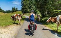 Krowy na rowerowym szlaku w Szwajcarii