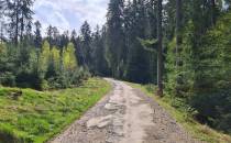 droga przez  las  1