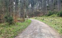 droga  przez  las