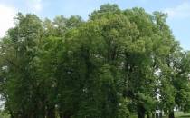 „Lipki” – pomnik przyrody w Bełżcu