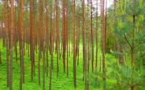 Piękne lasy Zaborskiego PK