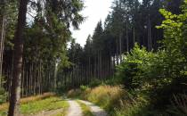 Las na drodze do Klasztorzyska