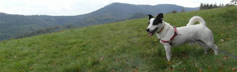Hau! Polský pes v českých horách