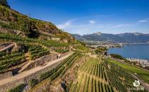 Terasowe winnice Lavaux w Szwajcarii