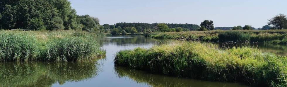 Setunia nad wartą