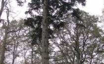 drzewo_pomnikowe