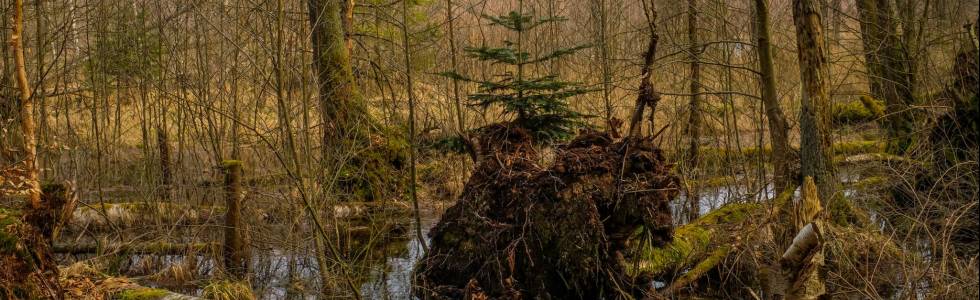 Kaszuby, Kamienica Królewska i okolice