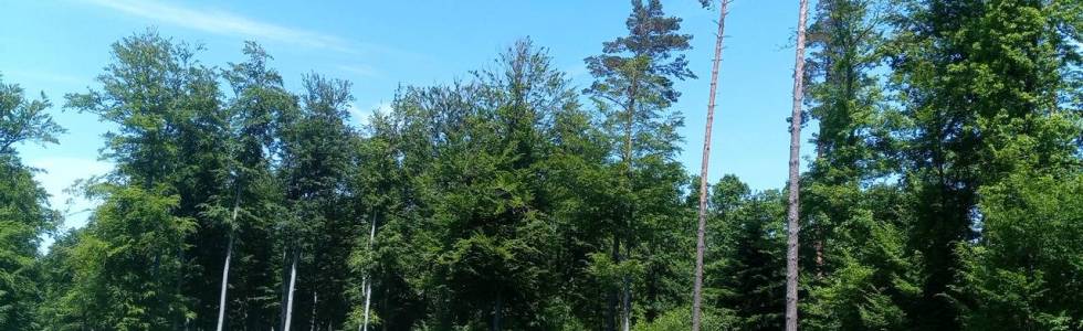 W poszukiwaniu najwyższego zmierzonego drzewa liściastego w Polsce