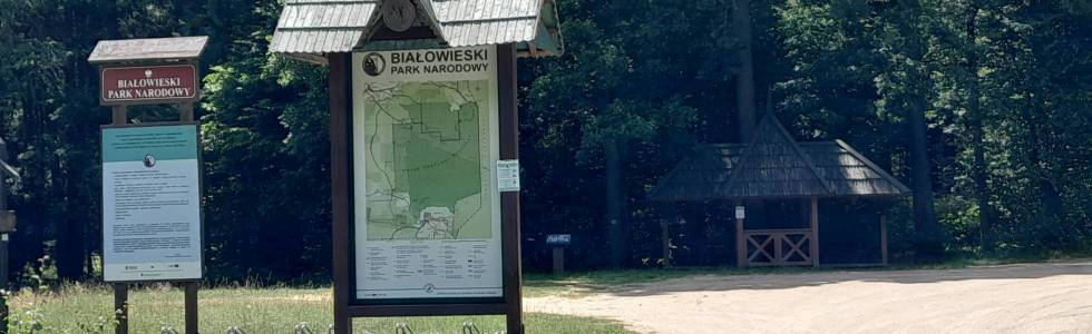 Białowieski Park Narodowy - Kosy Most