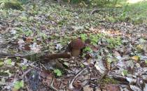 Jeden z wielu grzybów znalezionych po drodze