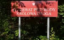 Lasy Parczewskie Królowa Droga