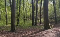 spokojny las
