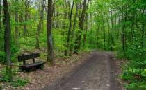 Droga leśna z ławkami