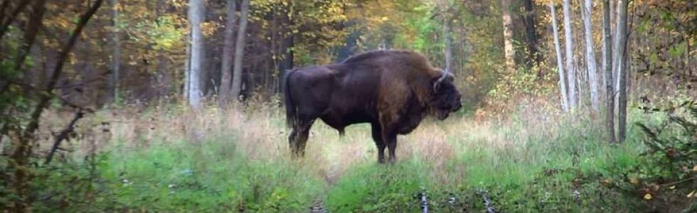 Głęboko w las do Leśnej rzeki (Puszcza Białowieska)