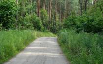 sadlinki droga w lesie