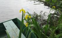 Wodne lilie
