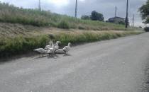 Uwaga kaczki na drodze