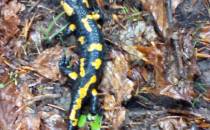 Salamandra Plamista na szlaku