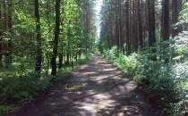 Super Ścieżka w lesie
