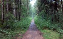 Błotnista ścieżka w lesie