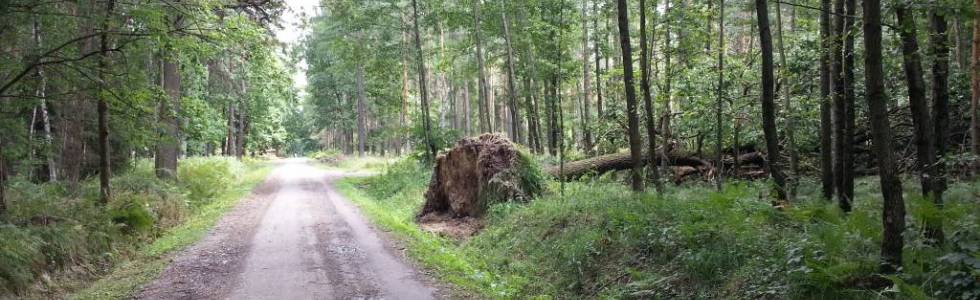 Rowerem po Puszczy Pszczyńskiej.