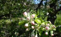Kwitnące jabłonie w sadach