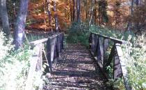 Leśny mostek