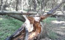 złamane drzewo na trasie