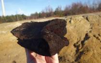 węgiel brunatny - fragment mioceńskiego drzewa