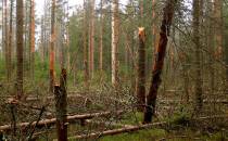Zniszczony las