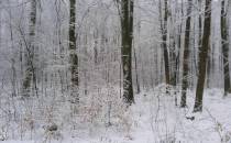 Piekno zimowego lasu