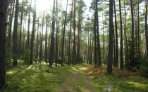 Sosnowy las