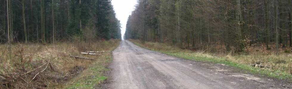 Niedzielny lajcik Suchedniów