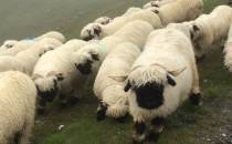 Spotkanie ze szwajcarskimi owieczkami pod przel. Sorebois