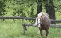Koń jaki jest każdy widzi ;)