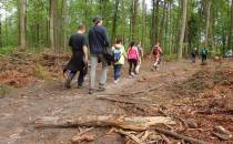 Wyrąbany w pień Trójmiejski Park Krajobrazowy