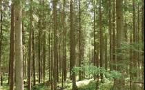 gęste lasy Tatrzańskiego Parku Narodowego
