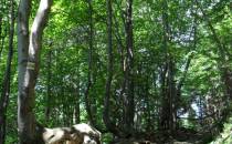 las - drzewa - przyroda