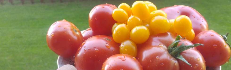 rajza do koleżanki po obiecane pomidorki swojskie :)