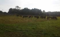 Stado krów