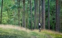 las w Borach Tucholskich