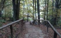 schody na wyjściu z lasu