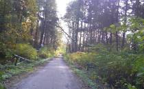widoki na leśnej trasie