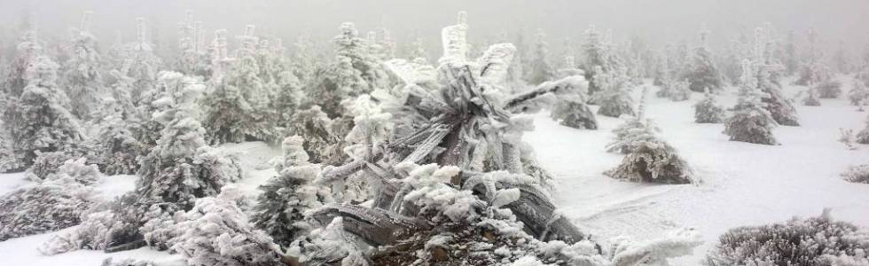 Sienna - Janowa Góra - Hala pod Śnieżnikiem - Schronisko na Śnieżniku - Żmijowiec - Sienna