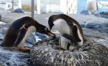 Prawdziwa pingwinia rodzina