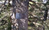 tabliczka na drzewie