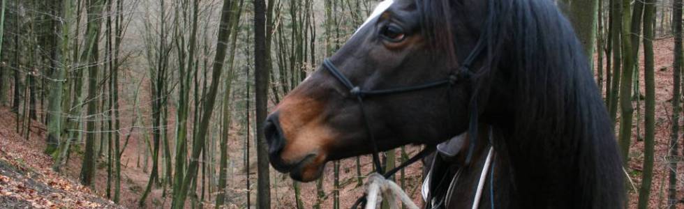 Konno na Szwajcarię Próchnicką