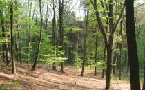 Las bukowy w Bełsznicy
